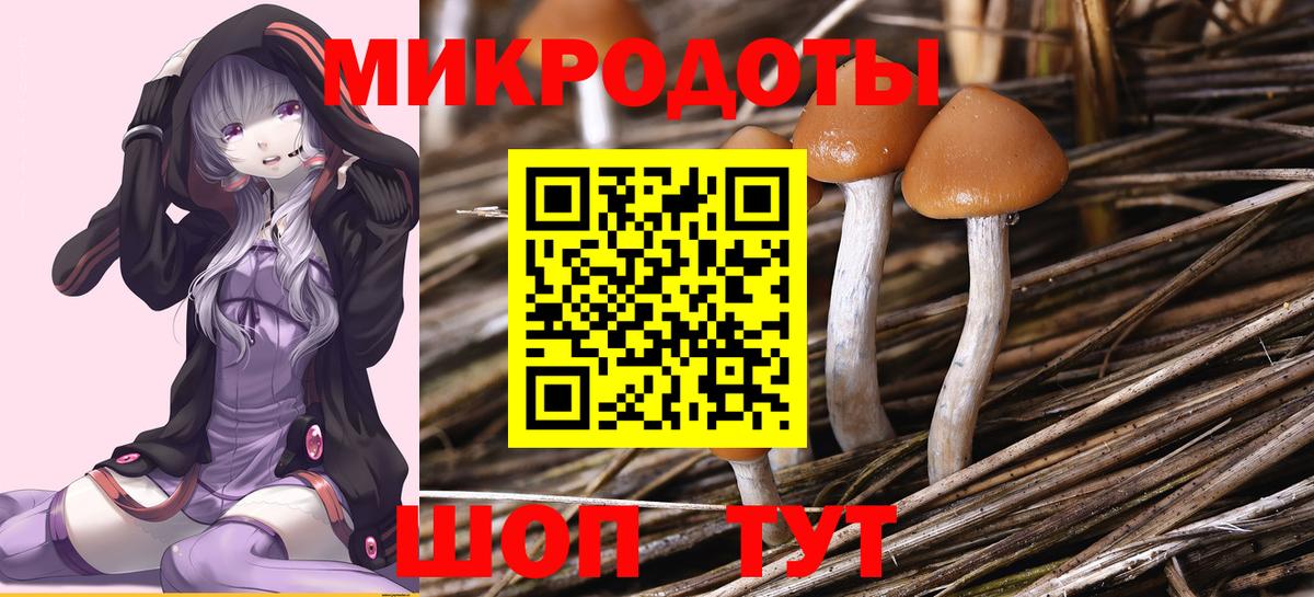 Галлюциногенные грибы Psilocybe Карабулак